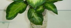 耧斗菜一年开几次花