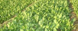 绣球花怎么变色