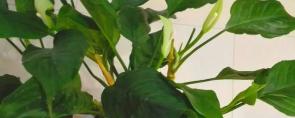 怎样使缸栽荷花开好花