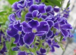怎样科学栽植西府海棠