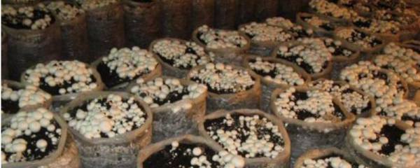 海棠移栽多久能发芽