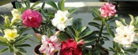 怎样使金莲花秋种冬花