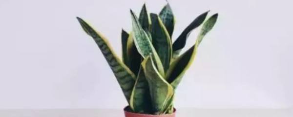 怎样培养大立菊