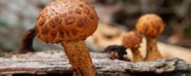 盆栽胡颓子为何只开花不挂果