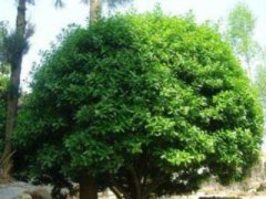 玉兰枝条泡水能开花吗