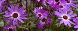 花草一帆风顺怎么养护