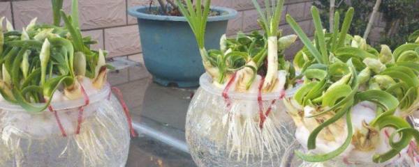 野生马兰头什么样子