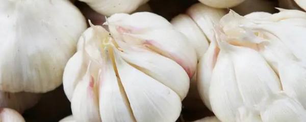 春天养生吃什么花：春季养生方法