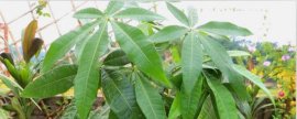 一帆风顺烂根怎么处理，剪去烂根换土(水)重新种植