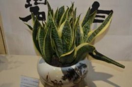 怎样使铁树叶片短而壮