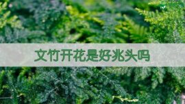 蝴蝶兰有哪些品种