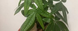 水塔花多久浇一次水