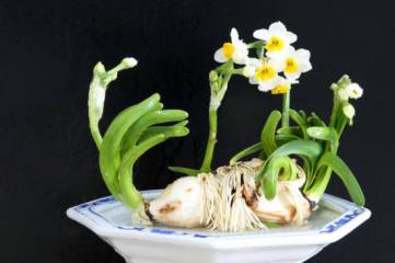 水塔花养殖方法和注意事项