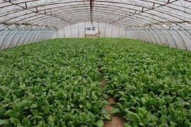 幸福树怎么移植才能活，幸福树的移栽方法