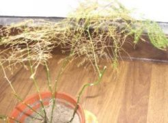 花叶芋色彩变淡，叶柄变软怎么办