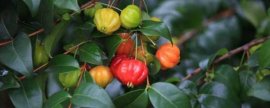 蝴蝶兰花能喷水吗