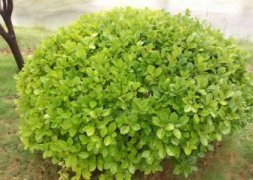 荇菜栽培应注意些什么