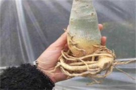 兜兰的功效与作用