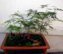 兜兰的种类有哪些，八种常见不同品种的兜兰