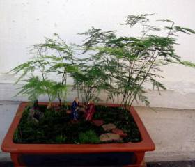 兜兰的种类有哪些，八种常见不同品种的兜兰
