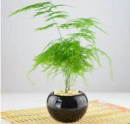 春兰怎么养殖方法