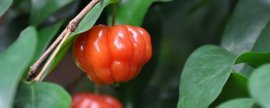 瑞香花放在屋里对人有害吗
