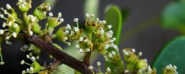 金边瑞香花苞一碰就掉