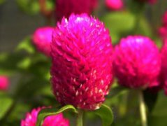 索玛花寓意