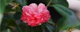 一帆风顺叶子发黄：分析及处理