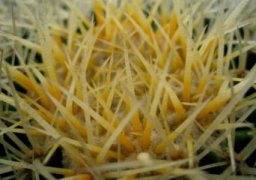 茶花的养殖方法：惧风喜阳，忌暴晒