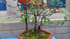 孔雀草什么时候种植最好