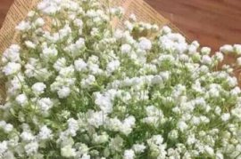 怎样使春兰再度开花