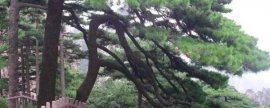 五色梅冬天会不会冻死