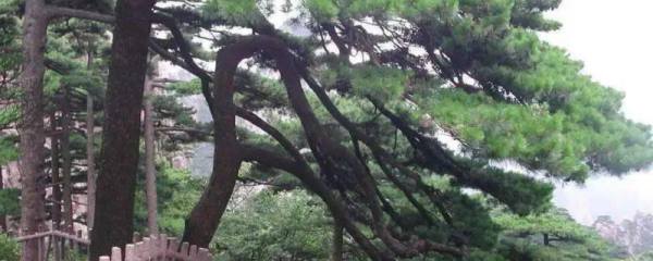 幸福树开花寓意着什么