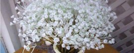 雪松是草本植物还是木本植物?