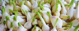 朱顶红重瓣最大花品种