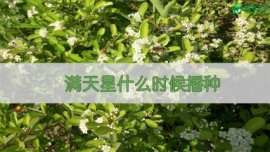 铁皮石斛在家里如何养