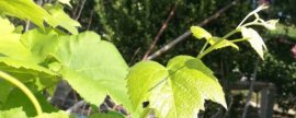 孔雀草怎么移栽