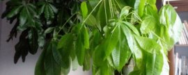 荷花是在夏至开放吗