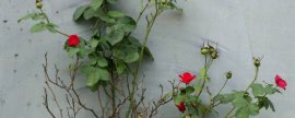 怎样避免瓜叶菊花少叶茂