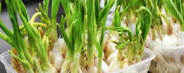 绣球冬天会冻死吗，温度低于5℃会冻伤冻死