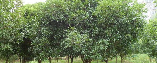 驱蚊草有毒吗