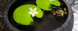 庭园千屈菜应怎样栽培和养护