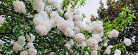 雪叶莲有毒吗