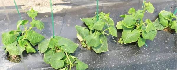 怎样养护好天门冬