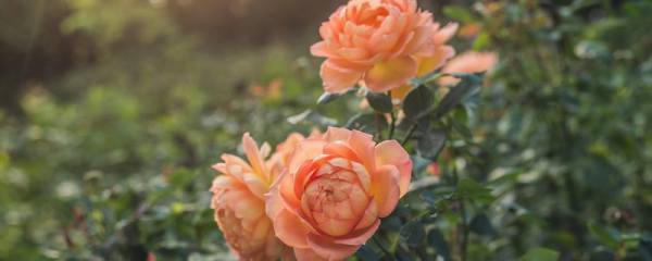 五月花是什么花