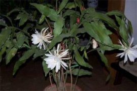 盆栽昙花的养殖方法和注意事项，为其立架以免