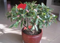 金边瑞香花后怎么养护，五个要点让金边瑞香下