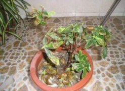 金边瑞香掉叶子怎么办，让金边瑞香恢复正常的