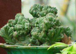 怎样防止山影拳突然腐烂